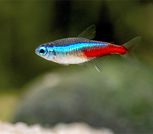 Neon Tetra