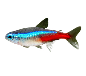 Tetra Fish