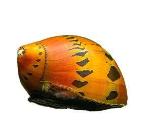 Nerite Snails