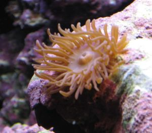 Nuisance Anemones