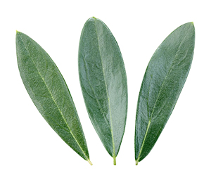 Olive Leaves