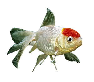 Oranda Goldfish