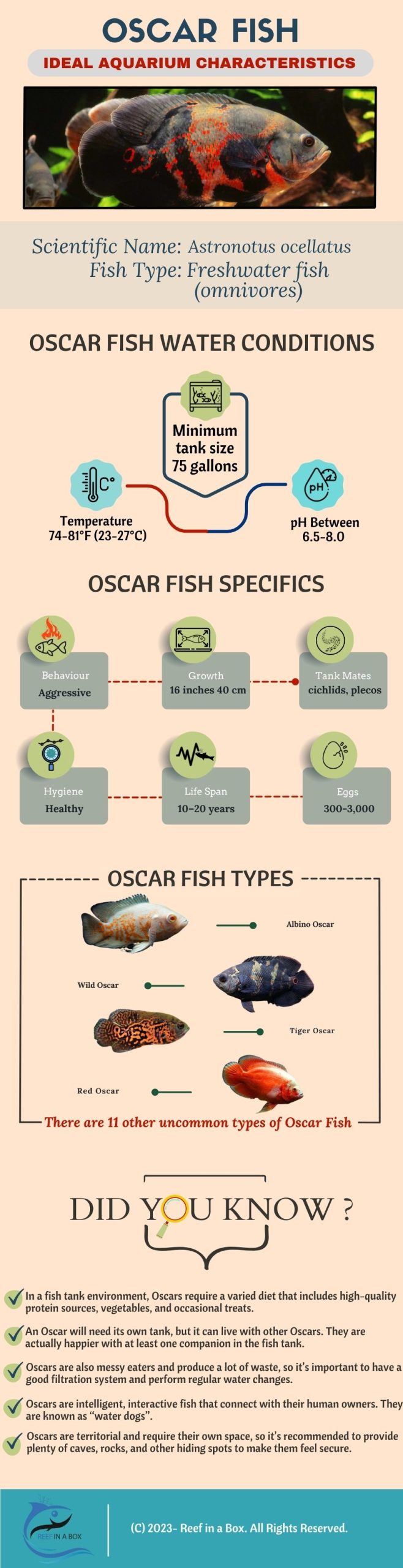 Oscar Fish Infographic