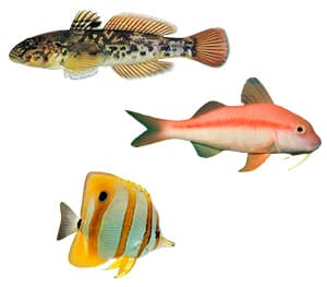 Other Fish Species