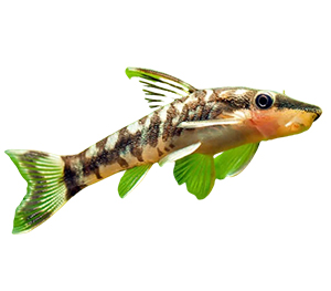 Otocinclus Catfish