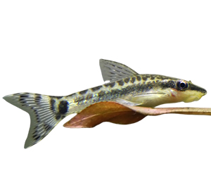 Otocinclus catfish