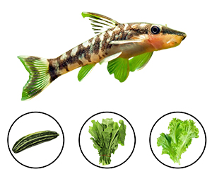 Otocinclus Eat