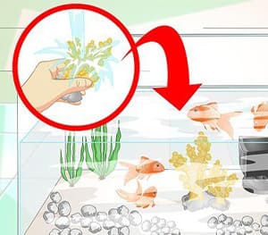 Overfeeding Solution