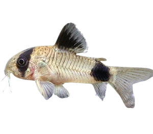 Panda Corydoras