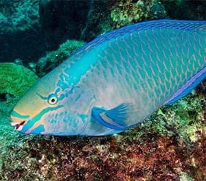 Parrotfish