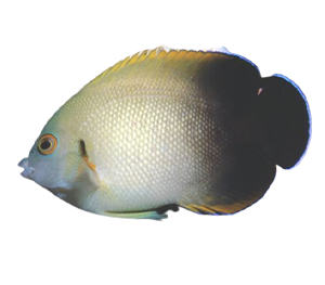 Pearlscale Angelfish