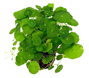 Pennywort