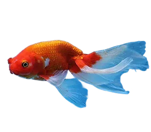 Phoenix Goldfish