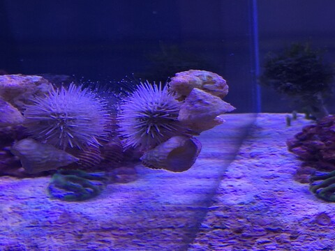 Pincushion Sea Urchin