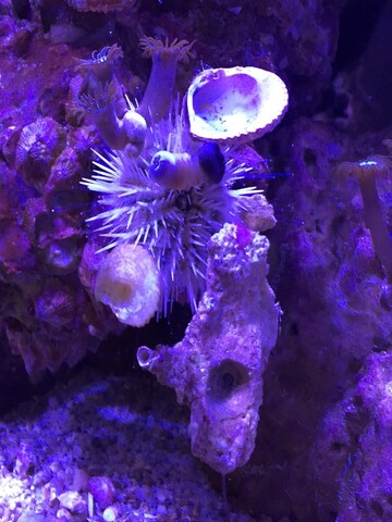 Pincushion sea urchin carrying around a rock its size