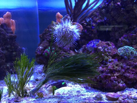 Pincushion sea urchin pulling a large piece of sea grass.