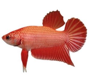 Plakat Betta