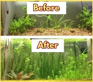 Plants can flourish