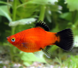 Platy Fish