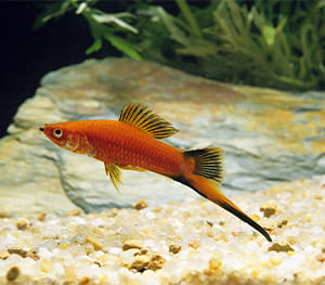 Platy Fish Swordtail Hybrid