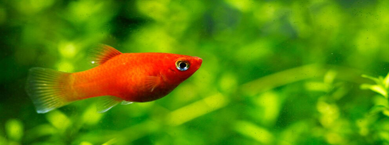 Interesting Facts about Platy Fish
