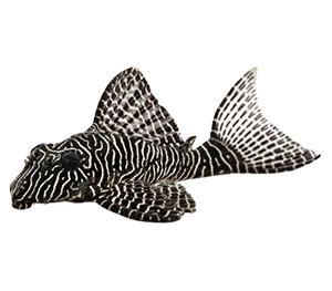 Plecos (Common Plecos)