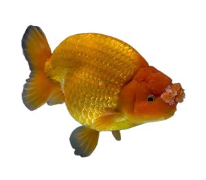 Pompon Goldfish