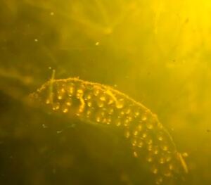 Pond Snail Eggs