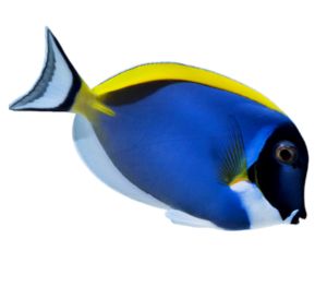 Powder Blue Tang 