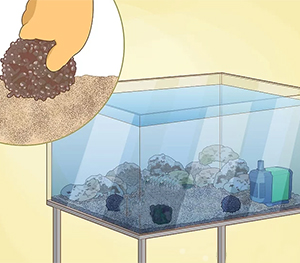Promotion of Coral Growth