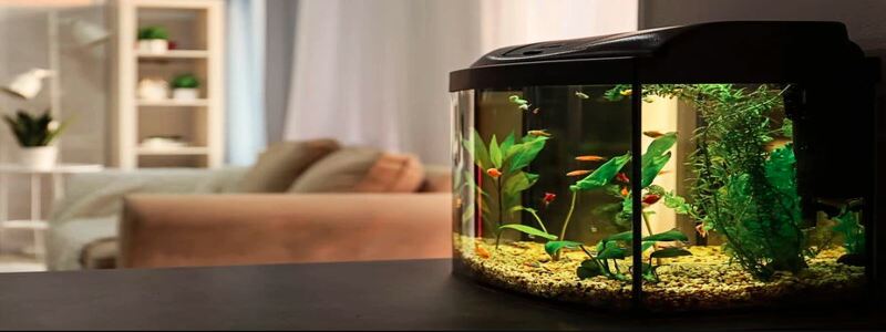 Pros And Cons Of A Bow Front Aquarium