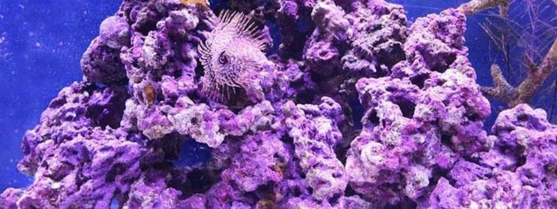 Aqua Cultured Live Rock – Pros And Cons