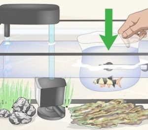 Quarantining New Fishes