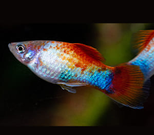 Rainbow Platy