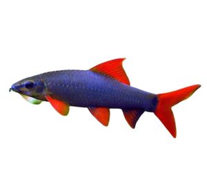 Rainbow Shark