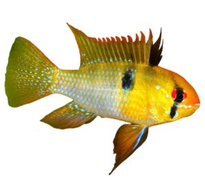 Ram Cichlid