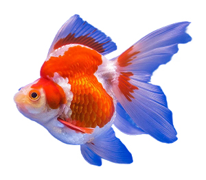Ranchu Goldfish