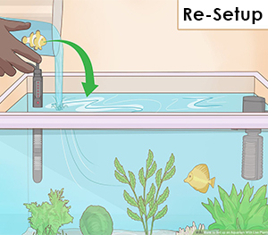 Re-setup Your Aquarium