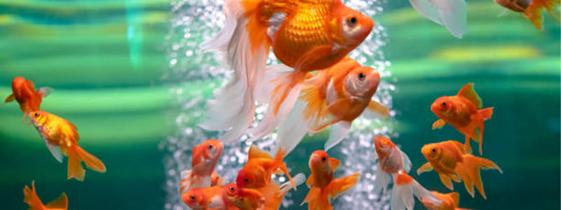 Reasons Why Aquarium Bubbles are present in Fish tank