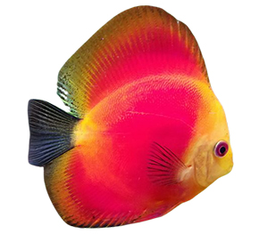 Red Discus