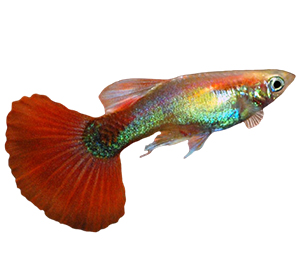 Red Fire Guppy
