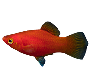 Red Platy