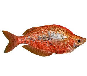 Red rainbowfish