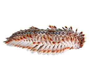 Red-Tipped