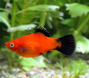 Red Wagtail Platy