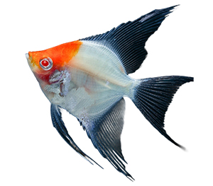 Redcap Angelfish 
