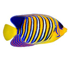 Regal Angelfish