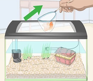 Remove Your Fish