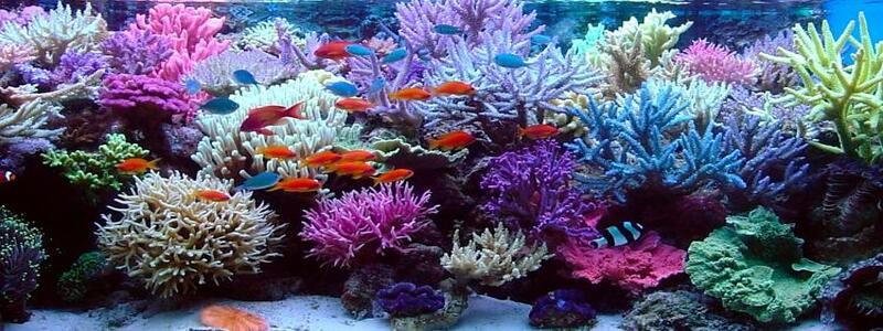 The Right Alkalinity For Coral Growth