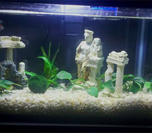 Roman Gladiator Stadium Fish Tank Design